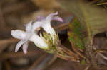 Trailing arbutus